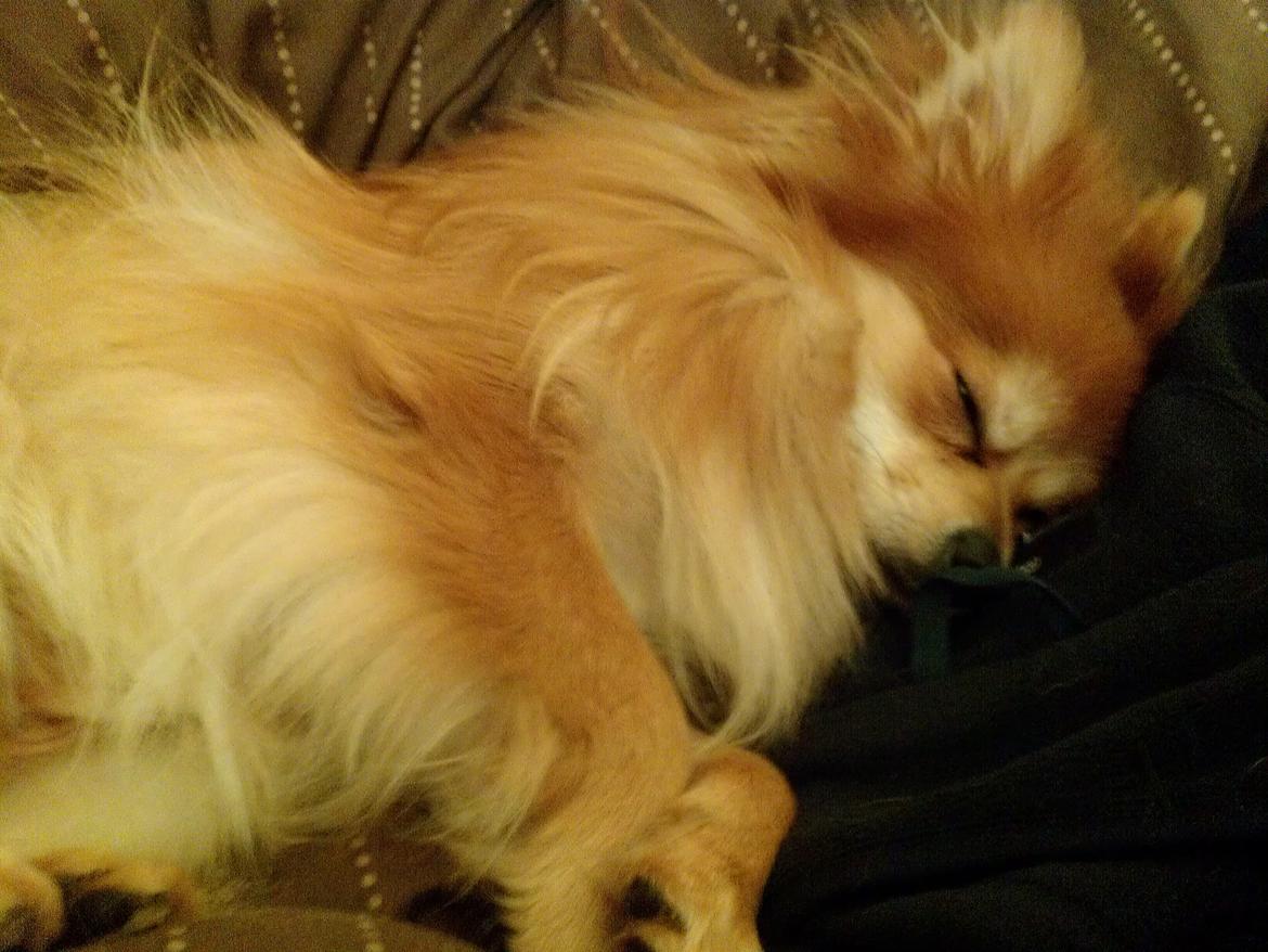 Blanding af racer Pomeranian/Papillon Jack - hygge sover tryne <3 (1½ år) billede 15