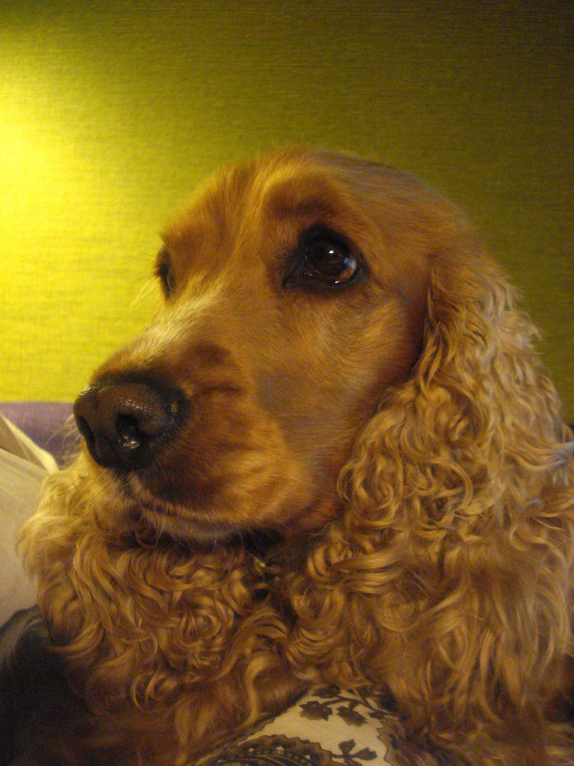 Cocker spaniel Bella (abeungen) - Kæledyr <3 billede 1