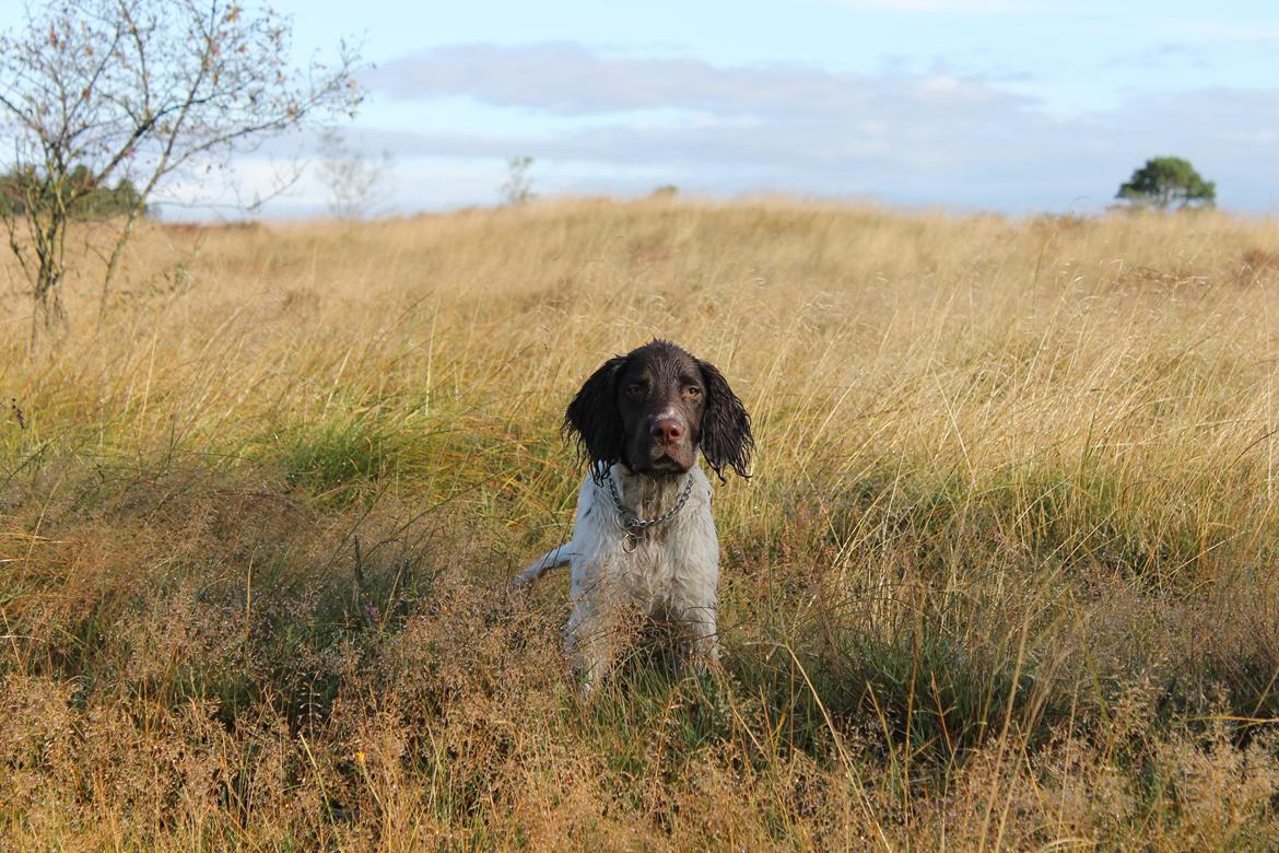Field Trial spaniel Balder billede 1