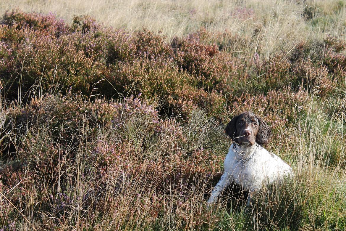 Field Trial spaniel Balder billede 2
