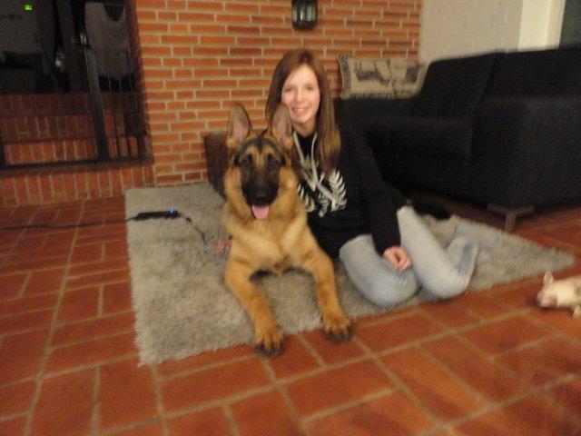 Schæferhund Samson billede 2