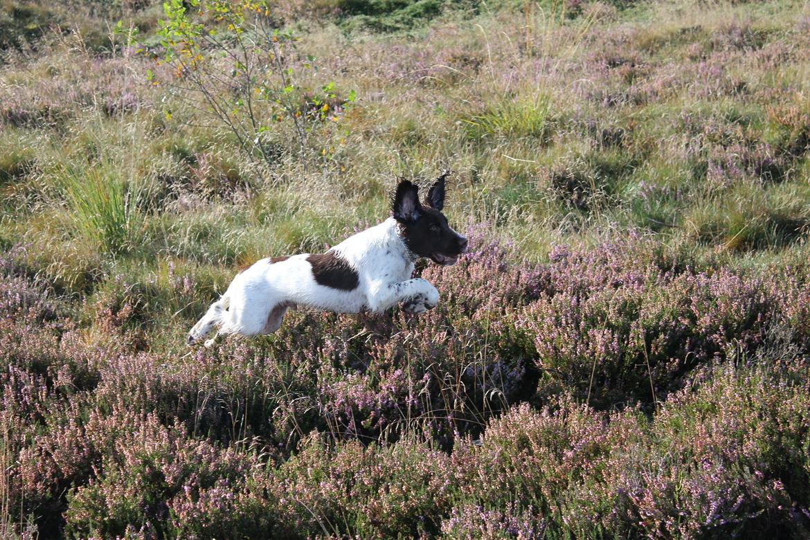 Field Trial spaniel Balder billede 3