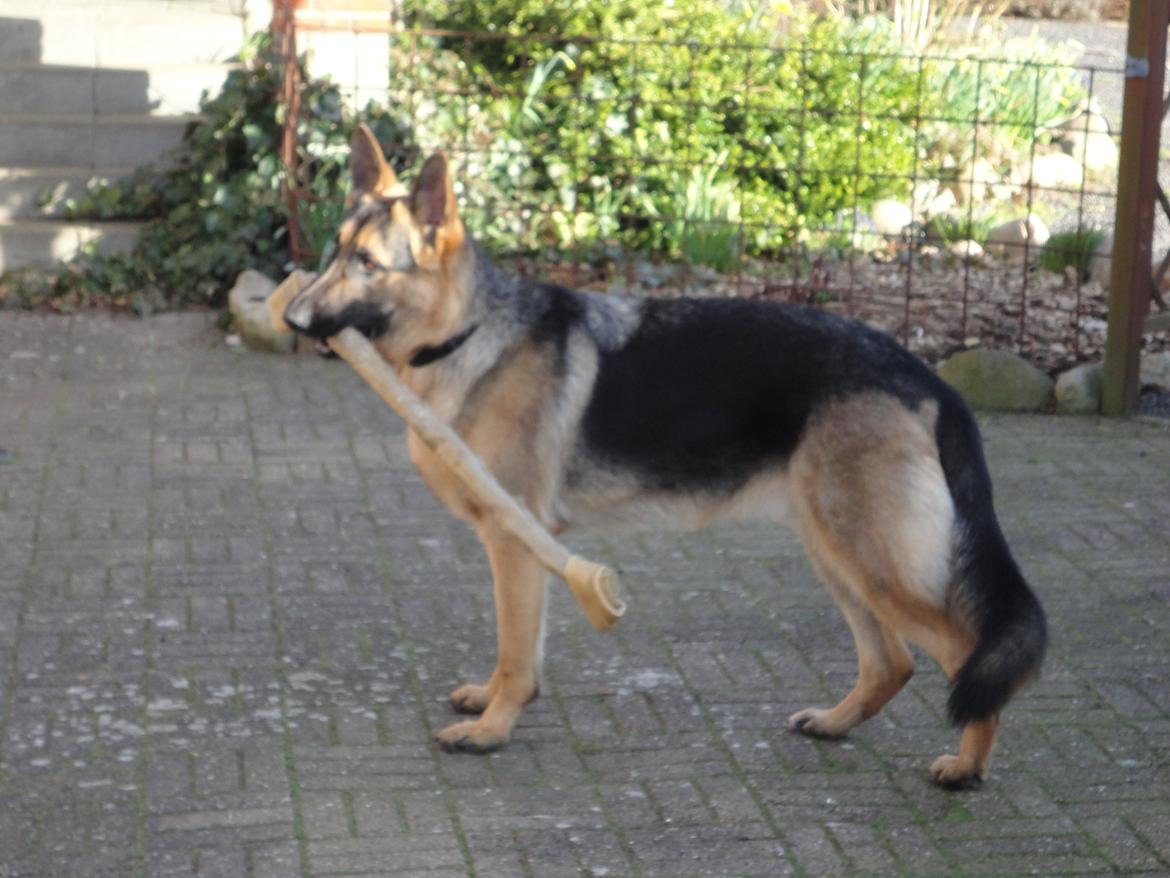 Schæferhund Samson billede 6