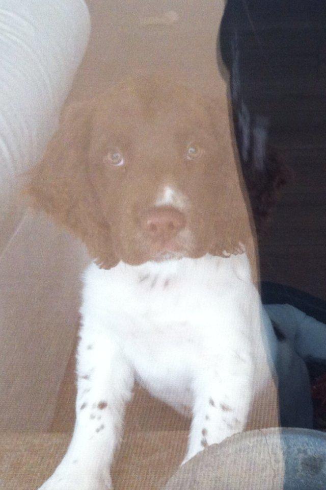 Field Trial spaniel Balder billede 4