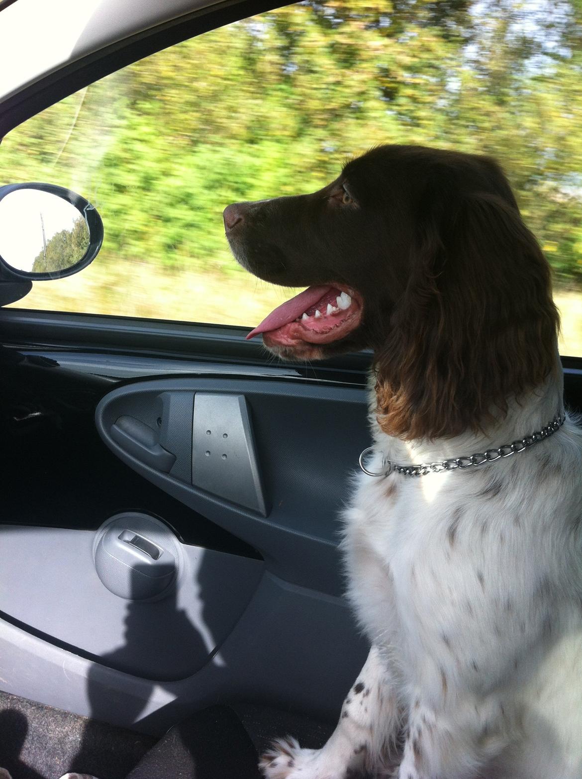 Field Trial spaniel Balder billede 5