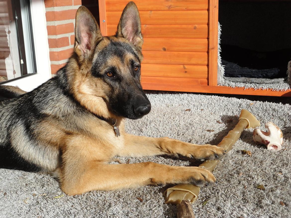 Schæferhund Samson billede 7