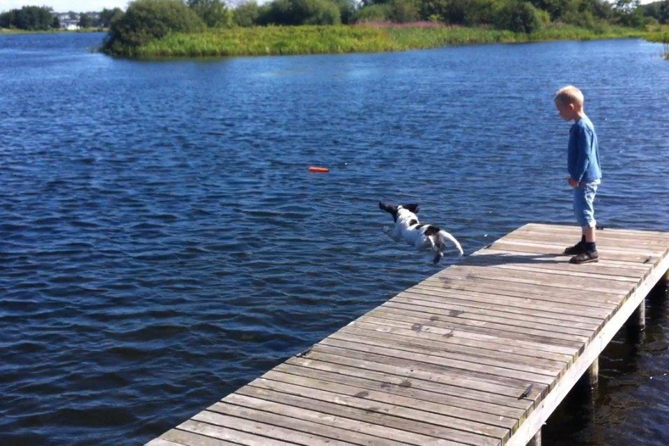 Field Trial spaniel Balder billede 6