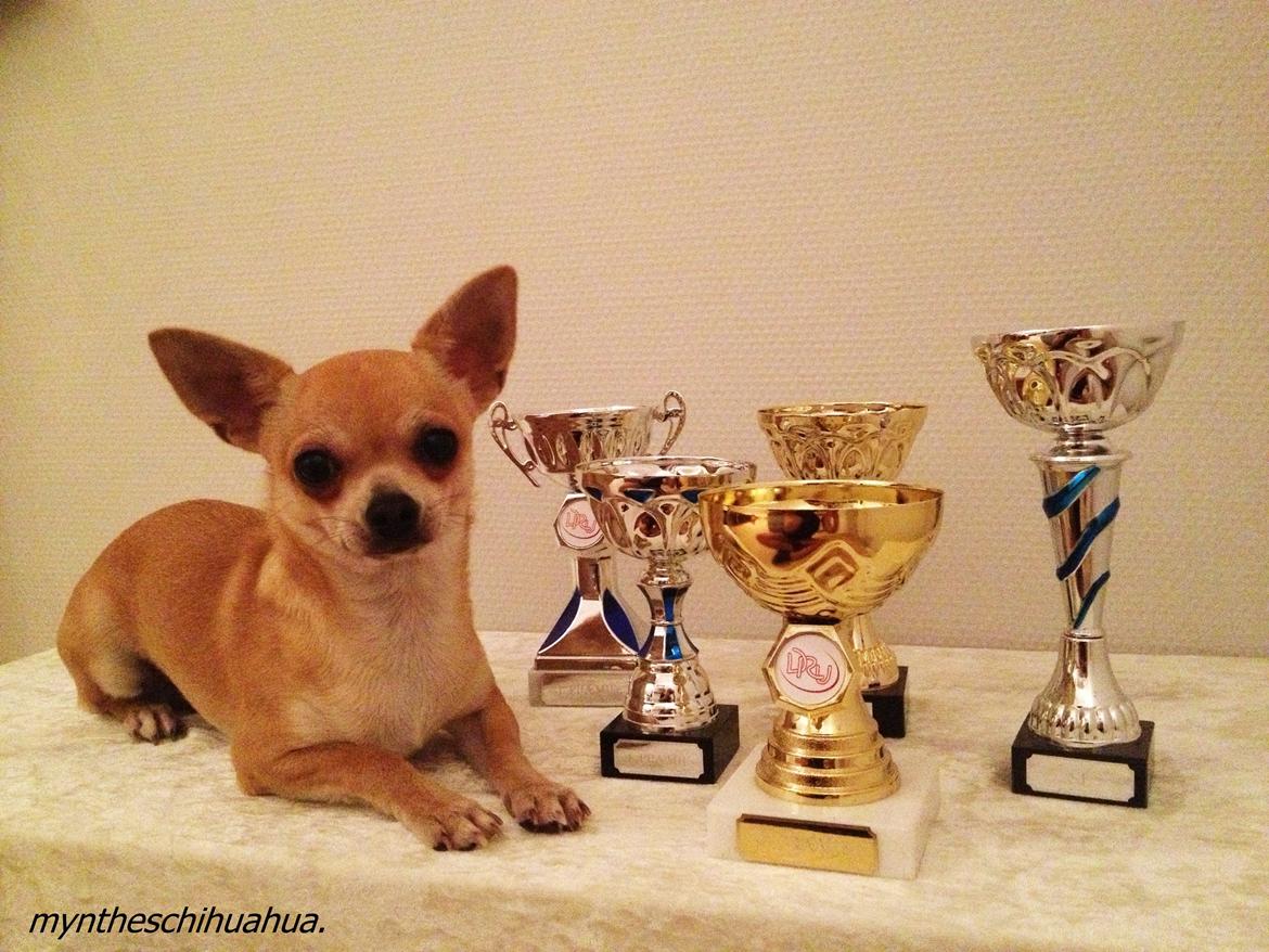 Chihuahua Beliza by Hinz billede 1