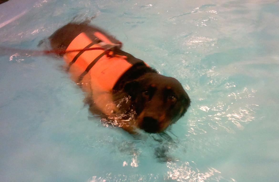Beauceron Woodt Light Blance - Hundesvømning - nu har hun dog ikke brug for vesten længere. billede 12