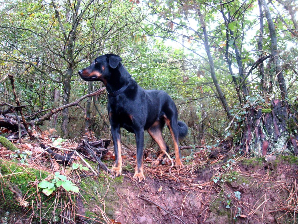 Beauceron Woodt Light Blance - I Frankrig for første gang billede 3