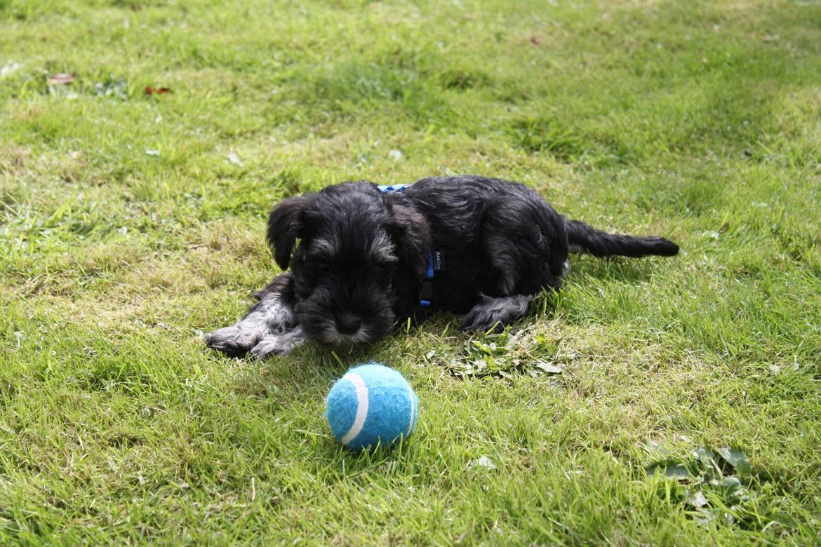 Dvaergschnauzer Qualificas Lauritz De Luxe billede 4