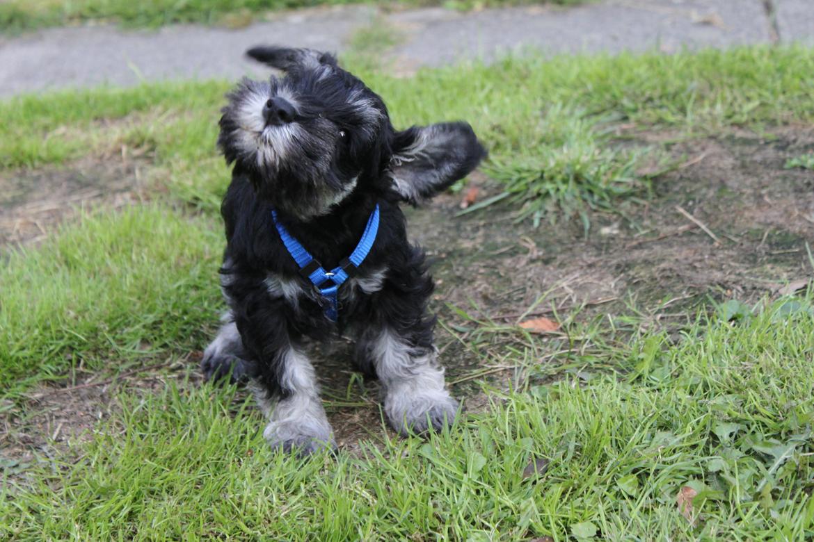 Dvaergschnauzer Qualificas Lauritz De Luxe billede 5