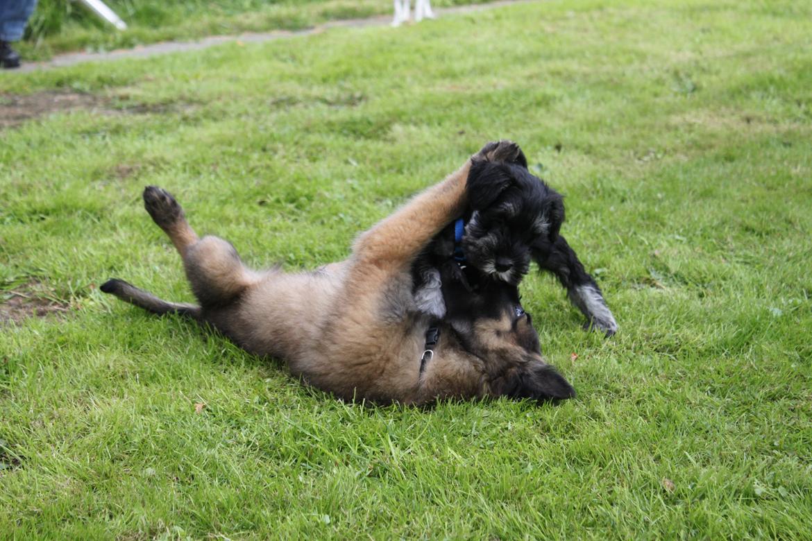 Dvaergschnauzer Qualificas Lauritz De Luxe billede 7