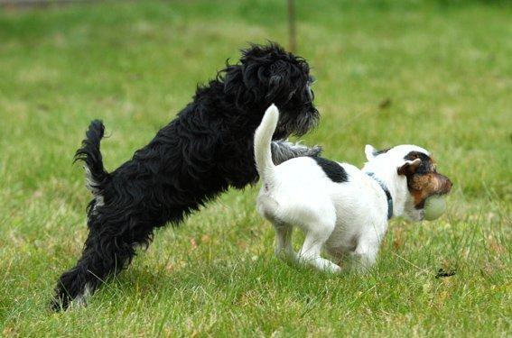 Dvaergschnauzer Qualificas Lauritz De Luxe billede 9