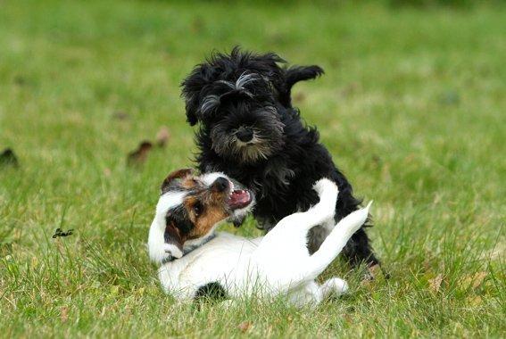 Dvaergschnauzer Qualificas Lauritz De Luxe - Igang med at undulere sin legekammerat billede 10