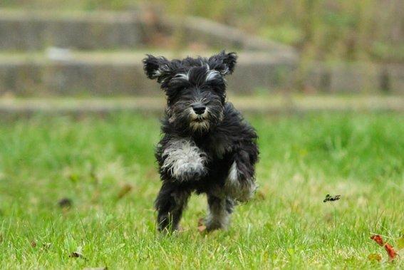Dvaergschnauzer Qualificas Lauritz De Luxe billede 13