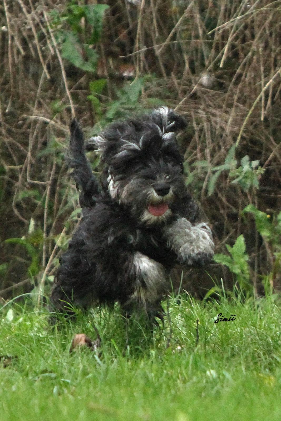 Dvaergschnauzer Qualificas Lauritz De Luxe billede 14