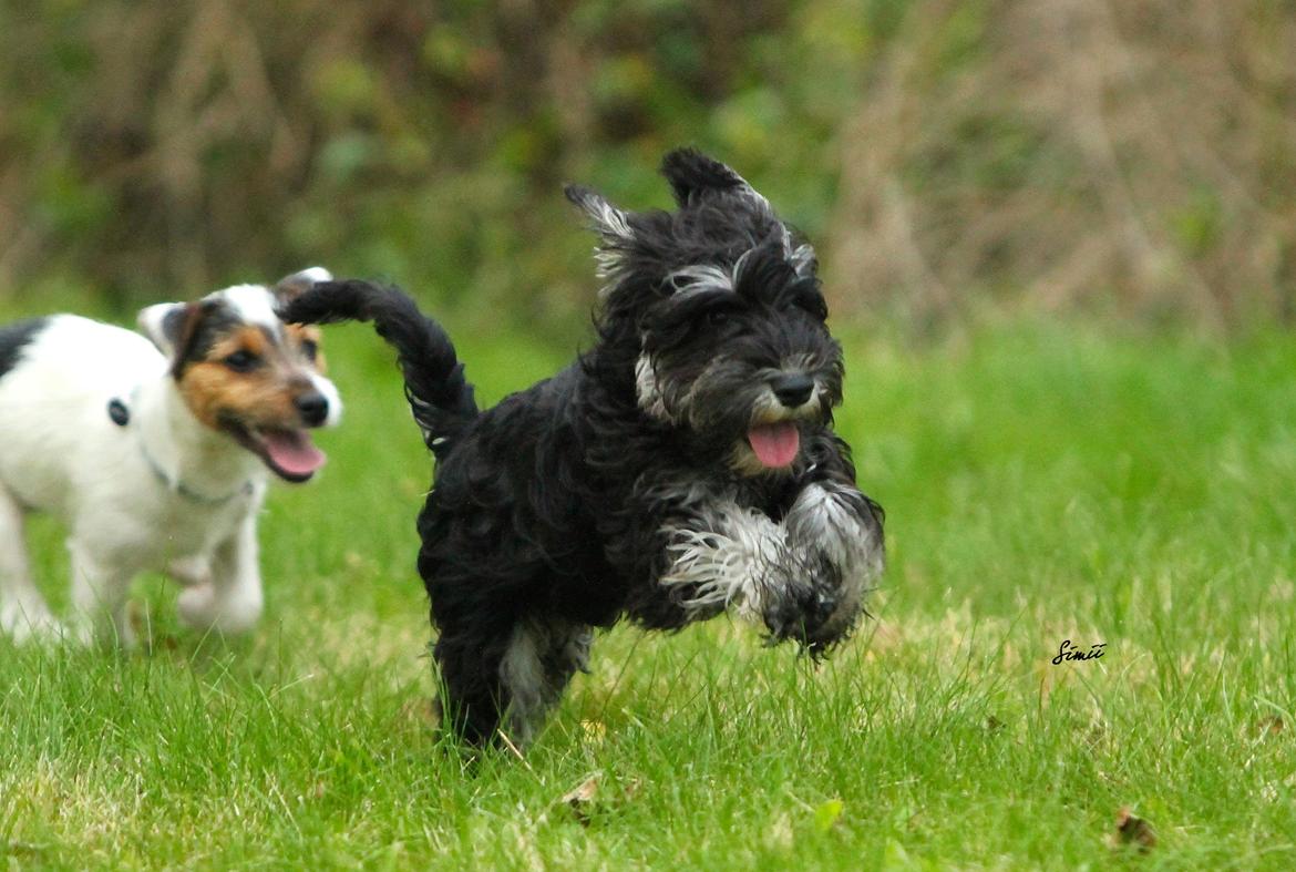 Dvaergschnauzer Qualificas Lauritz De Luxe billede 15
