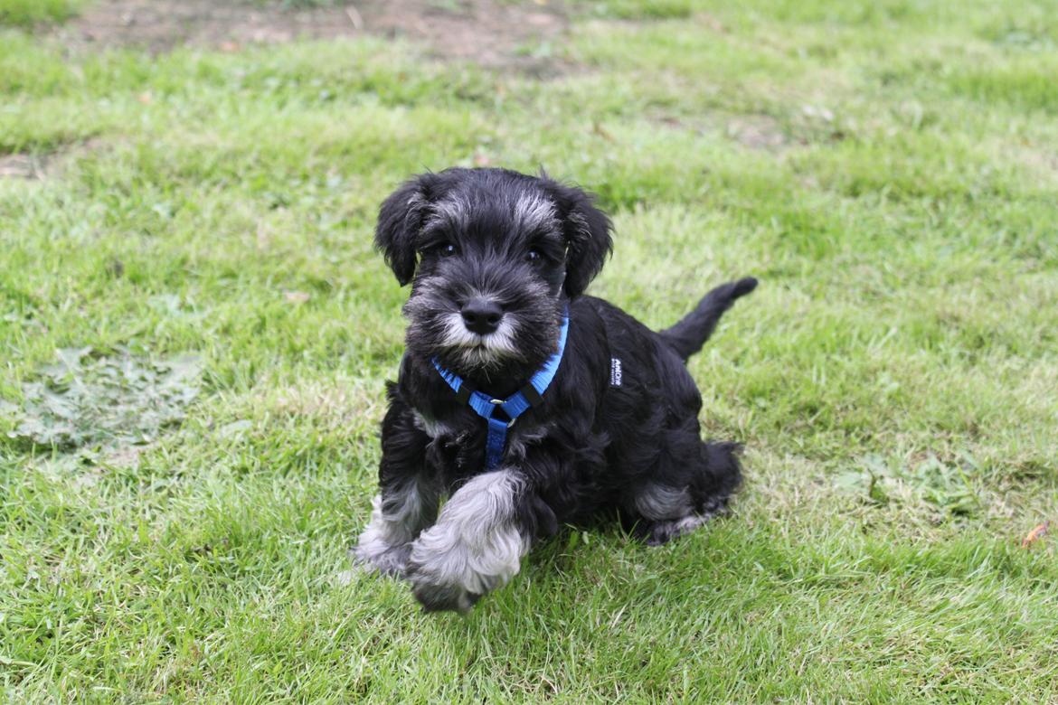 Dvaergschnauzer Qualificas Lauritz De Luxe billede 17