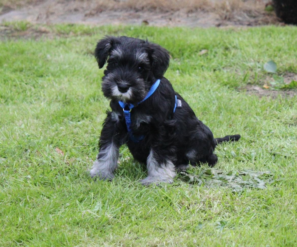 Dvaergschnauzer Qualificas Lauritz De Luxe billede 18