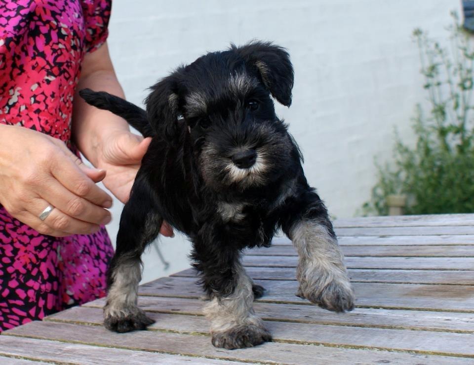 Dvaergschnauzer Qualificas Lauritz De Luxe - Velkommen til min side. Laurtiz da han stadig var hos avler. billede 1