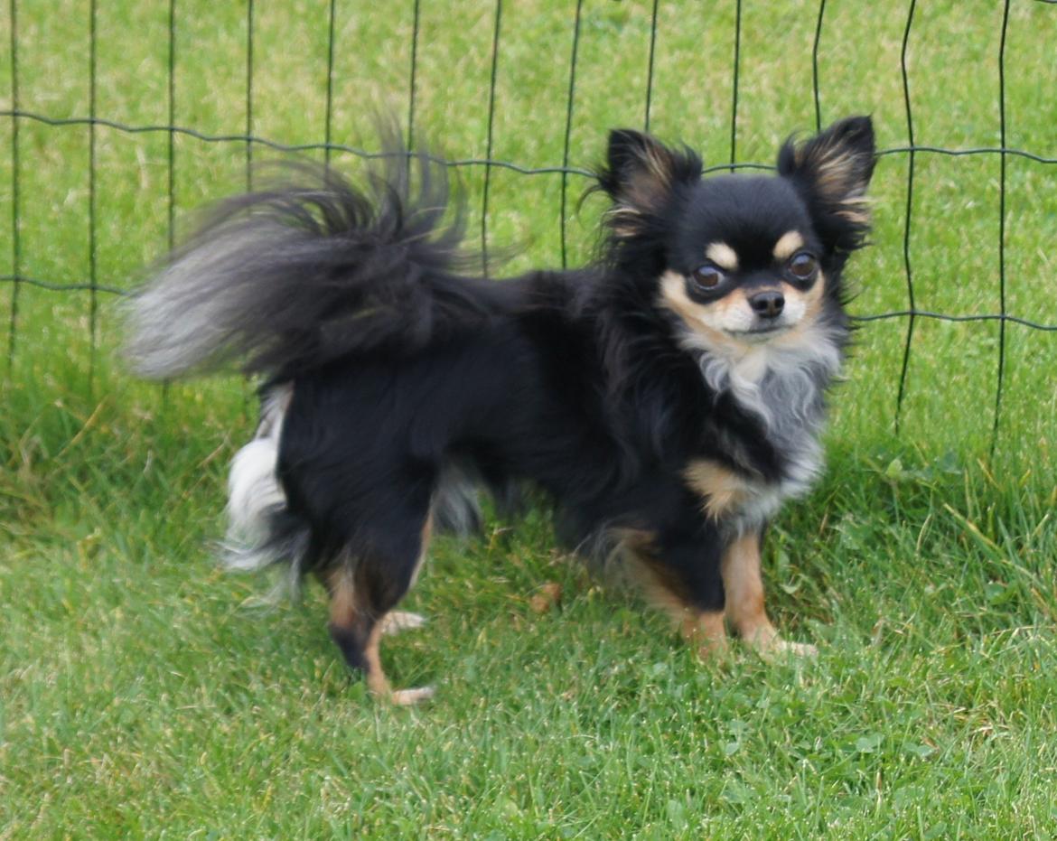 Chihuahua Bailey billede 4