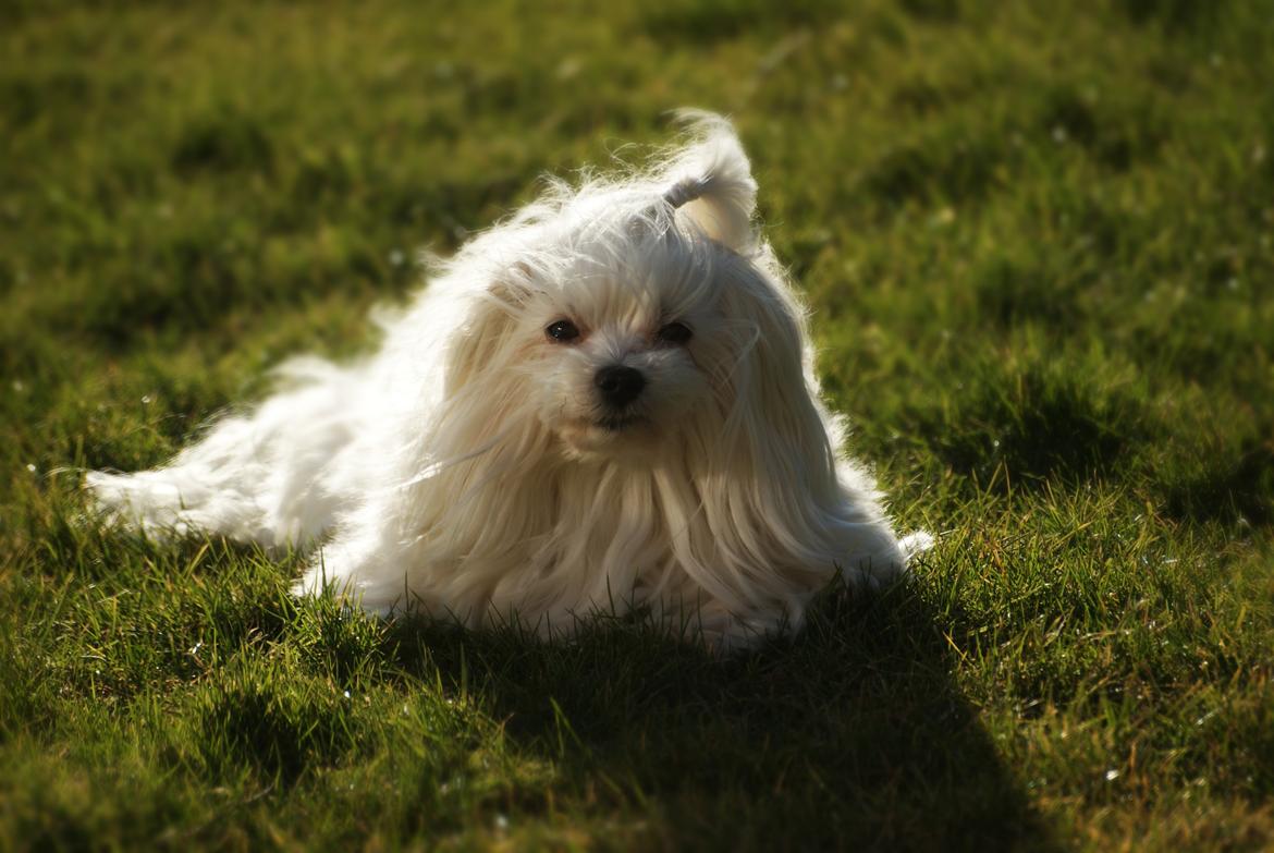 Malteser Fnuggie billede 1