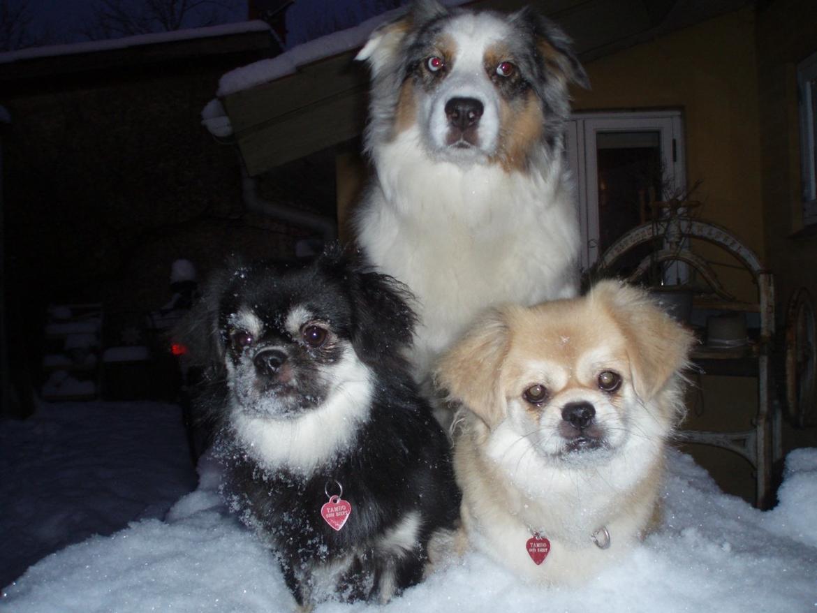 Australian shepherd Nivea billede 10