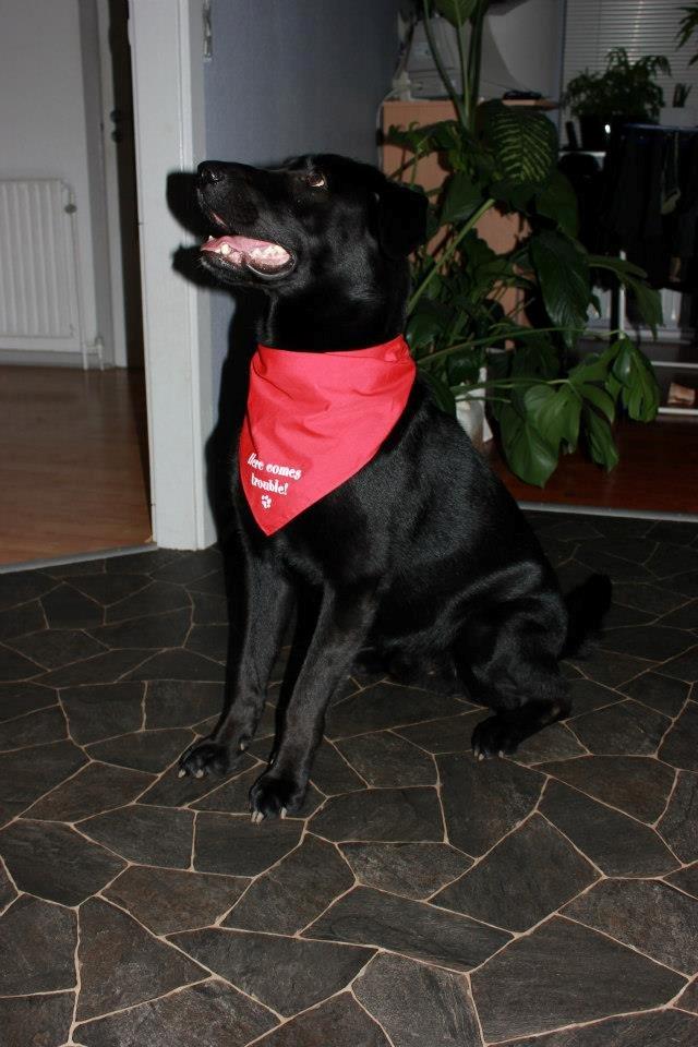 Blanding af racer Boss - Taget af Mia D. Hansen billede 11