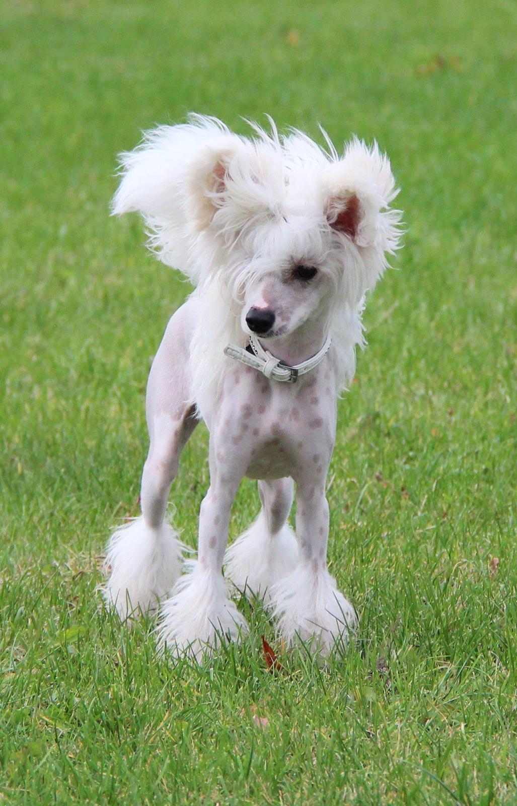 Chinese crested hårløs *GARBO* - 7 mdr billede 7