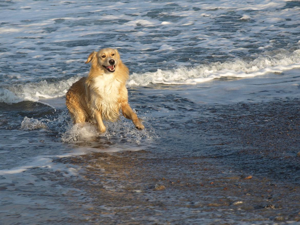 Golden retriever Laddy - Super glad vufflivov! :D  billede 15