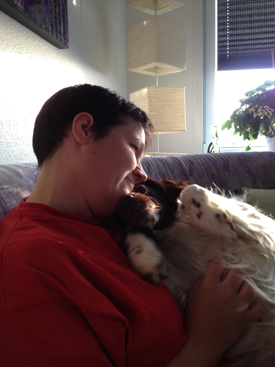 Kleiner münsterländer Perle " Solgt d. 30/11 - 2013" billede 5