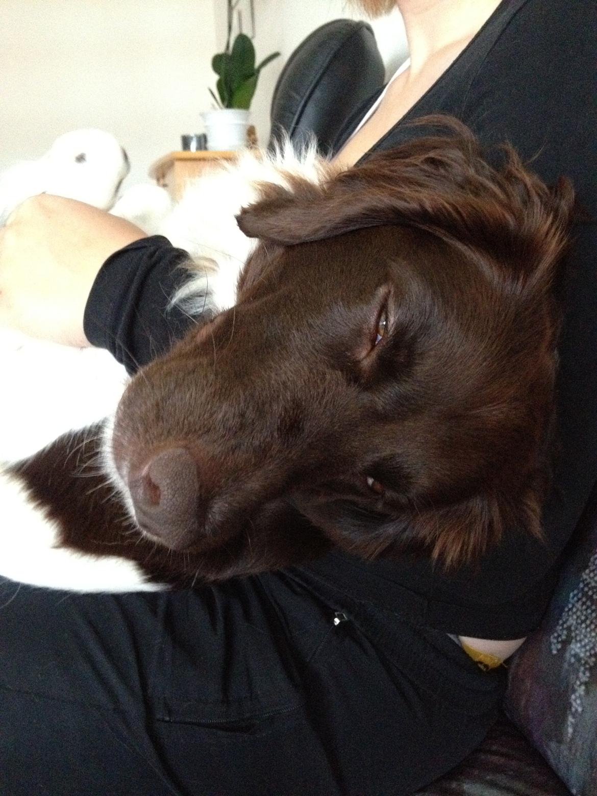 Kleiner münsterländer Perle " Solgt d. 30/11 - 2013" billede 6