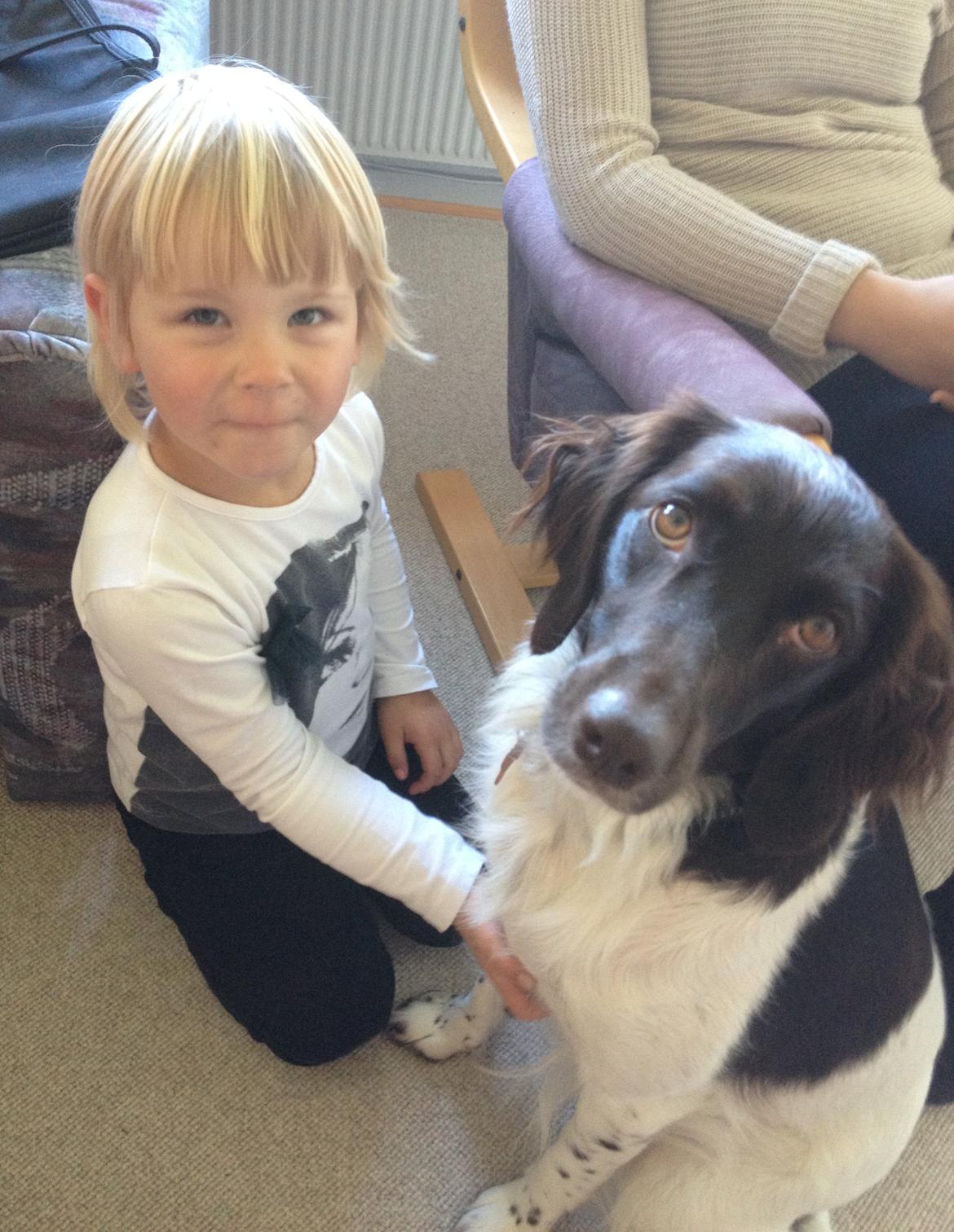 Kleiner münsterländer Perle " Solgt d. 30/11 - 2013" - Nanna og Perle<3 billede 7