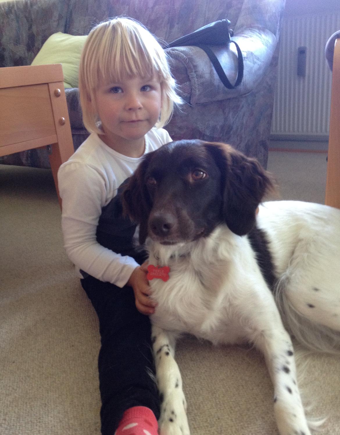 Kleiner münsterländer Perle " Solgt d. 30/11 - 2013" billede 8