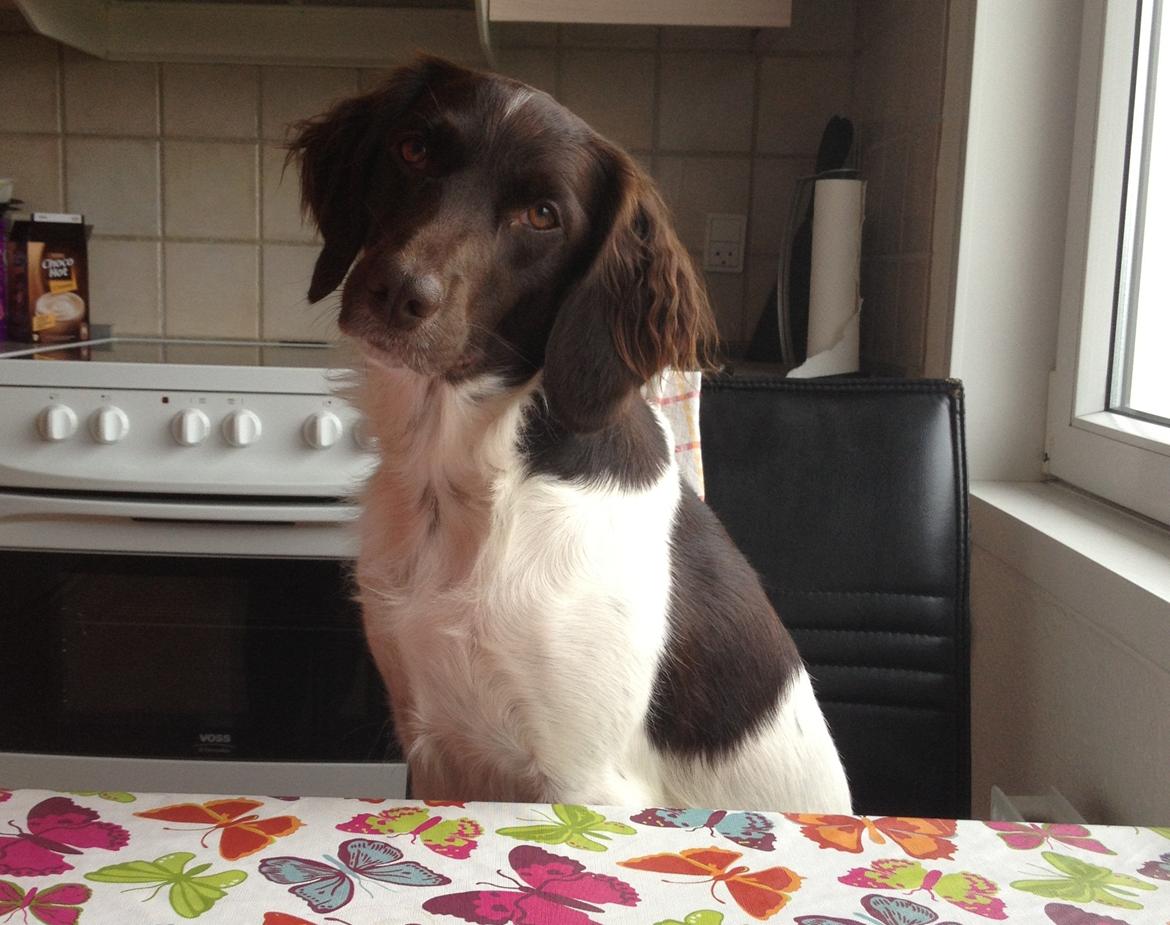 Kleiner münsterländer Perle " Solgt d. 30/11 - 2013" - Perle! billede 1