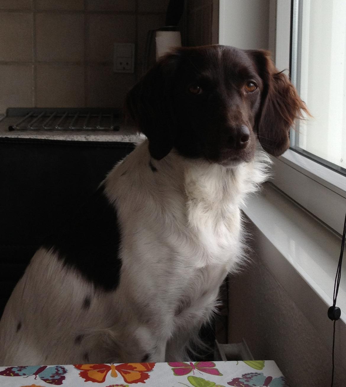 Kleiner münsterländer Perle " Solgt d. 30/11 - 2013" billede 10