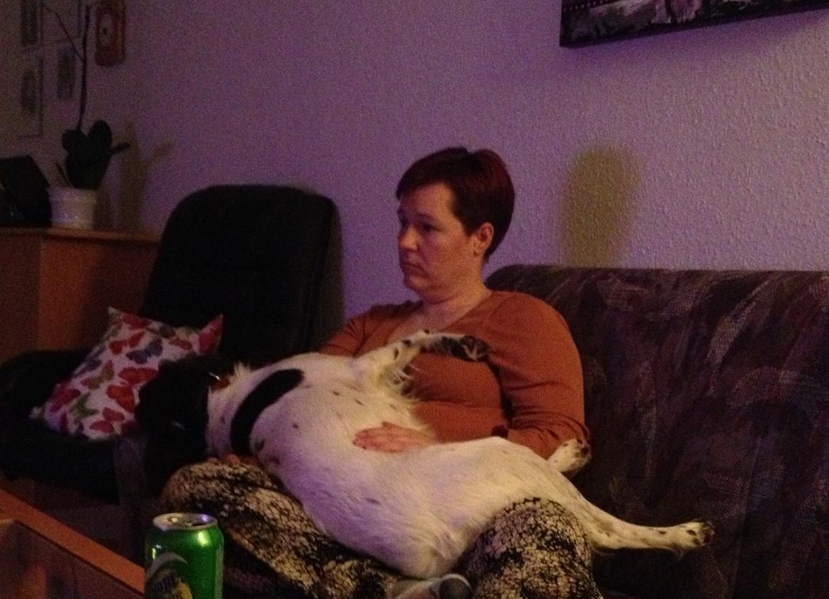 Kleiner münsterländer Perle " Solgt d. 30/11 - 2013" billede 11