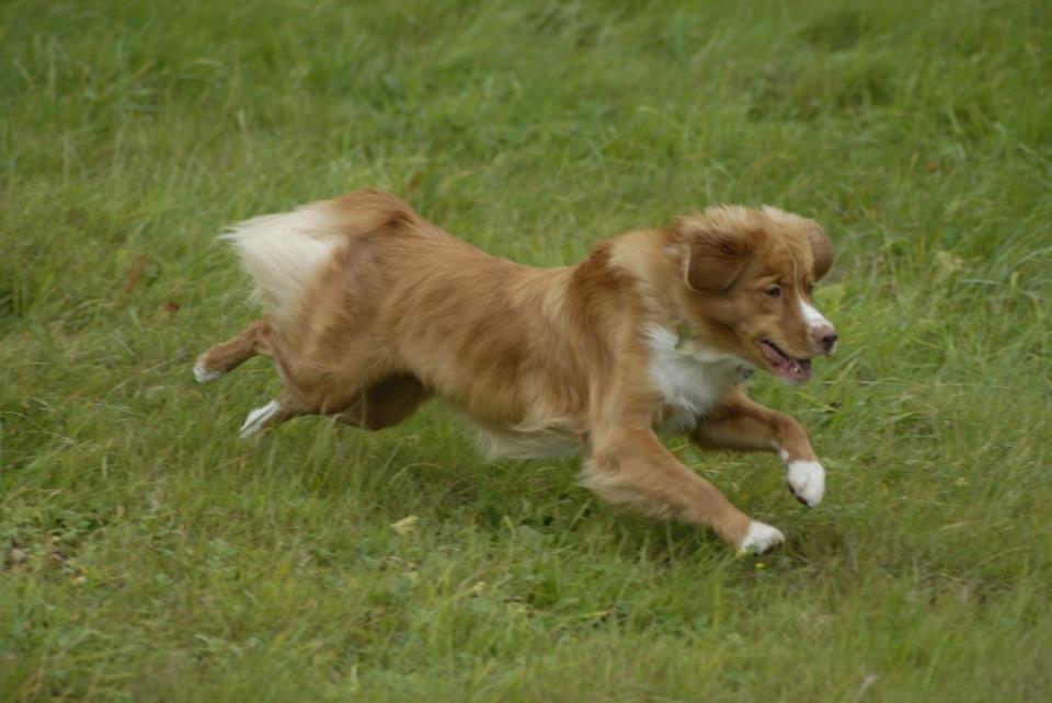 Nova scotia duck tolling retriever Redborn first Contact (Dixie) [Himmelhund] - Næsten 10 måneder billede 21