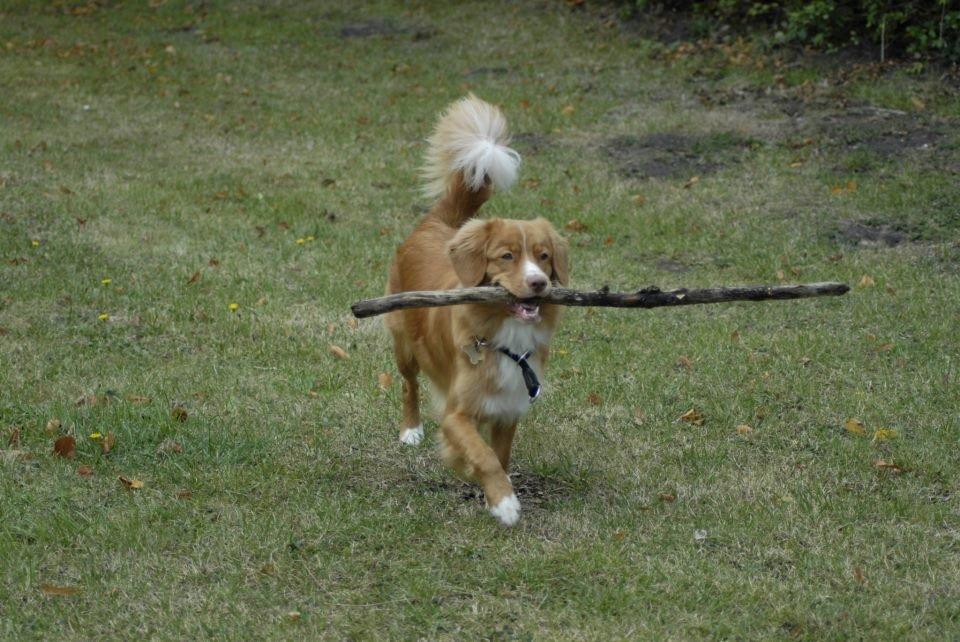 Nova scotia duck tolling retriever Redborn first Contact (Dixie) [Himmelhund] - Næsten 10 måneder billede 22