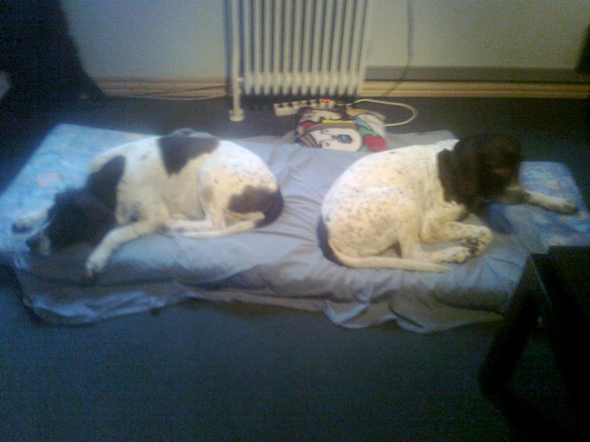 Gammel dansk hønsehund Celine - En træt Celine efter jagt! :) billede 19