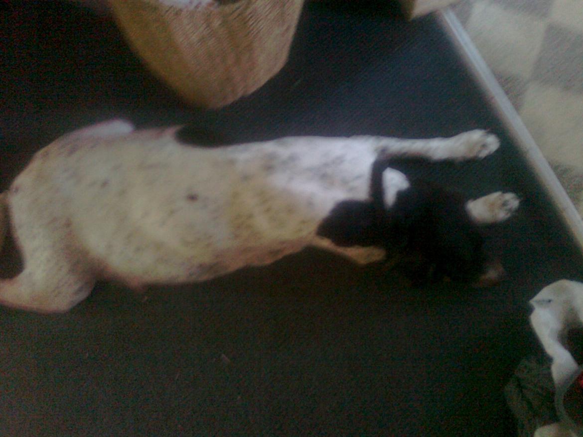 Gammel dansk hønsehund Celine - Celine gravid for anden gang.. Hvor mange bliver der mon denne gang?? :) billede 20