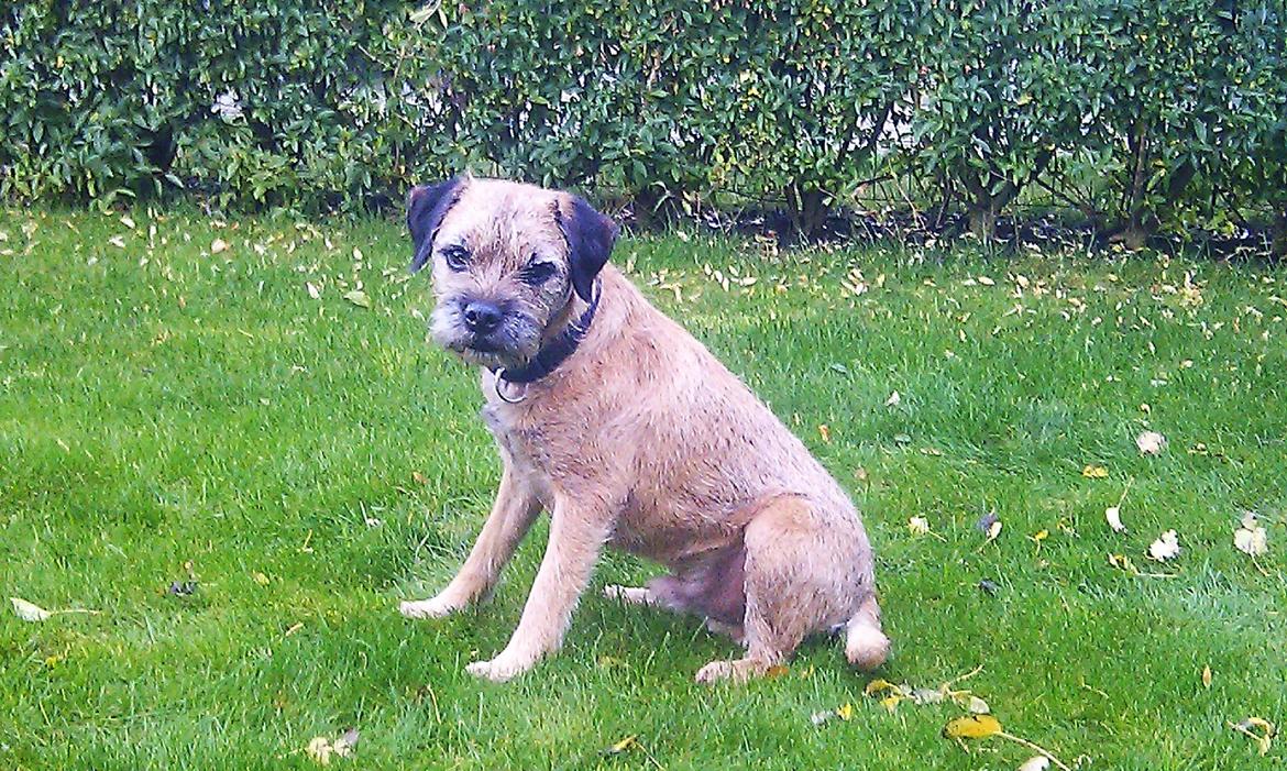 Border terrier Gizmo billede 11