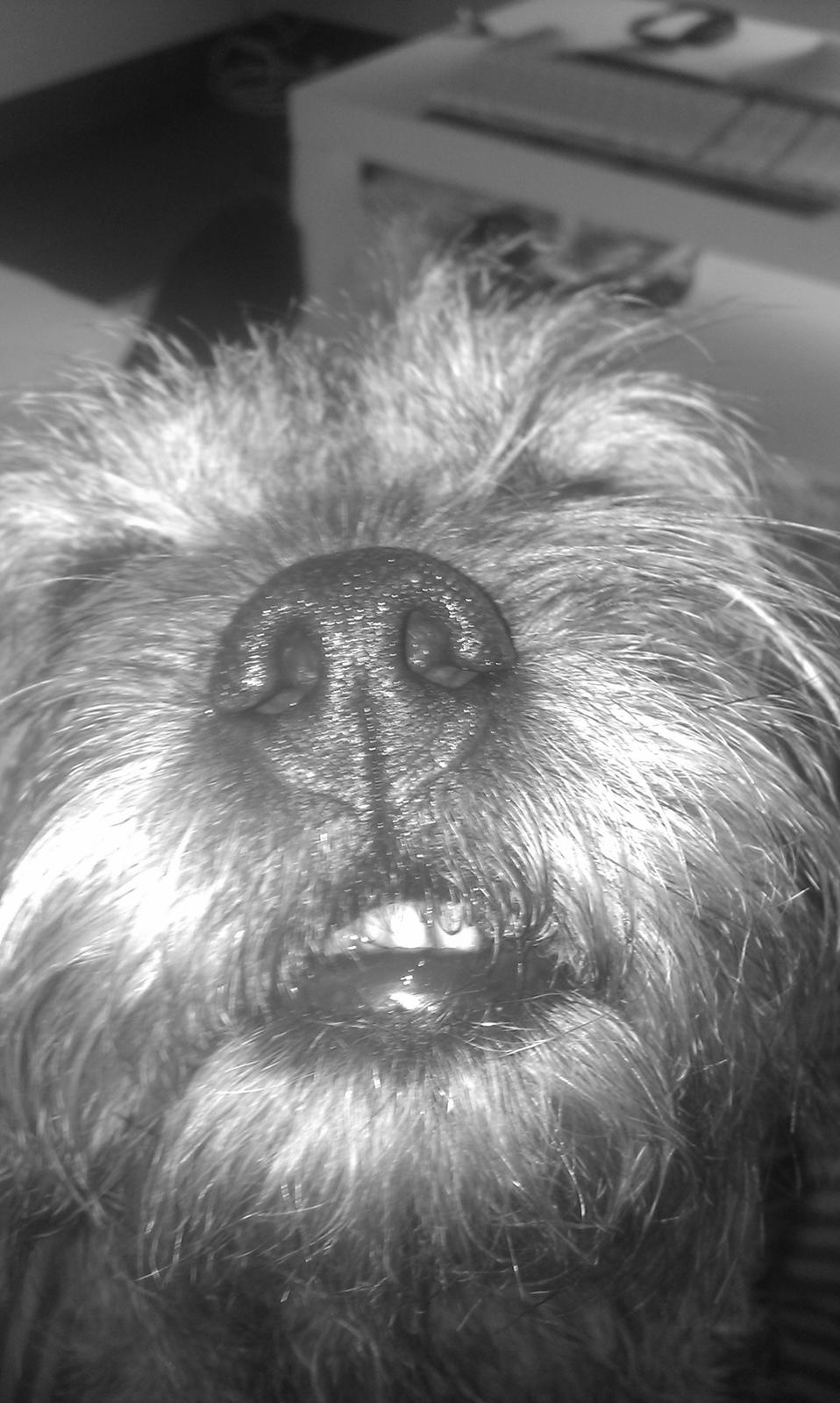 Border terrier Gizmo billede 12