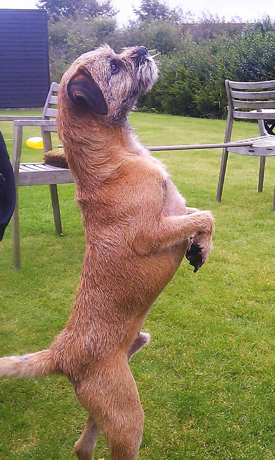 Border terrier Gizmo billede 13