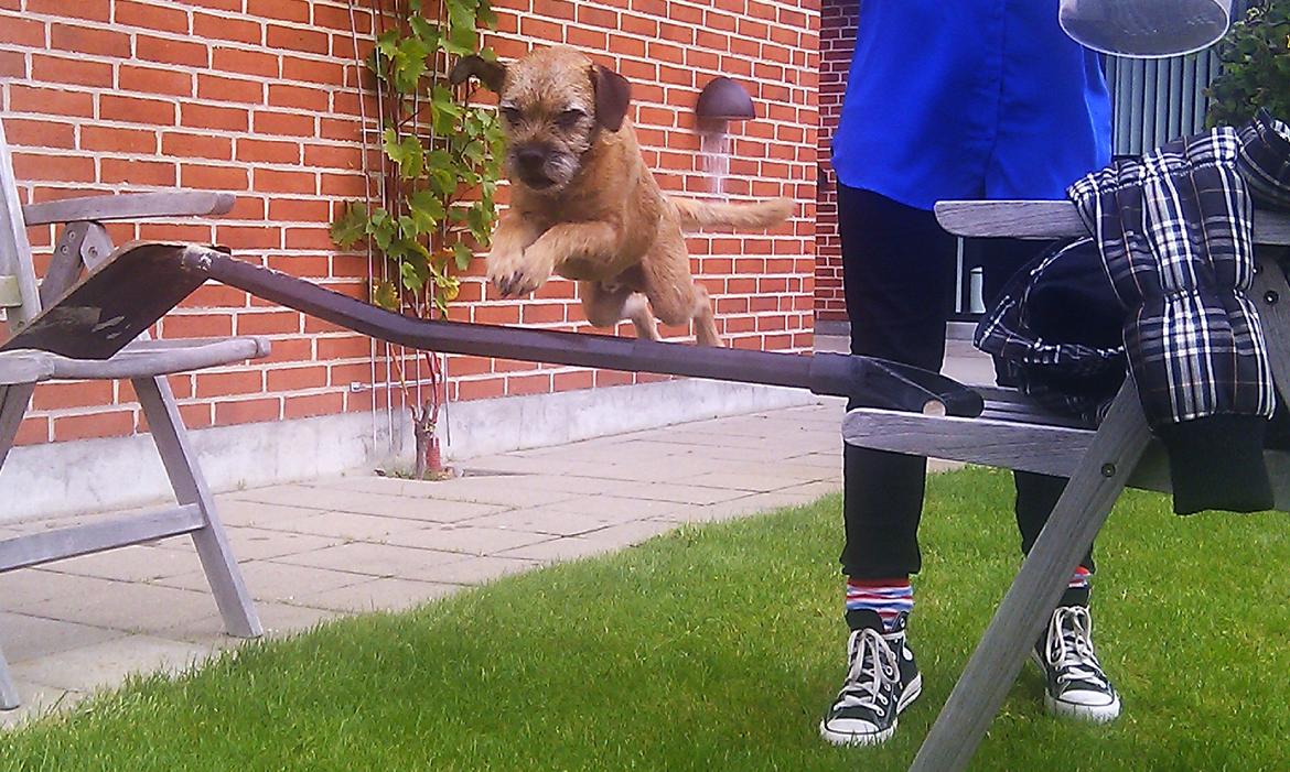 Border terrier Gizmo billede 14