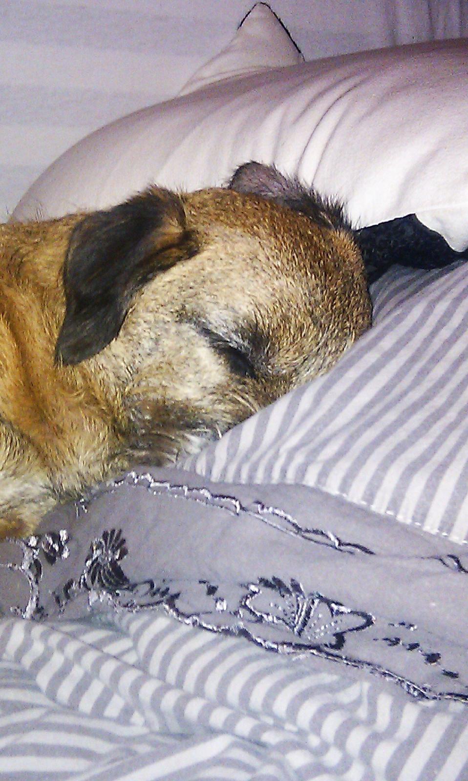 Border terrier Gizmo billede 15