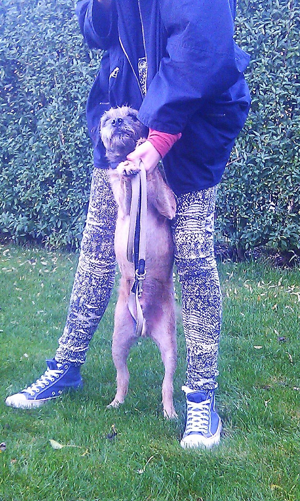 Border terrier Gizmo billede 16