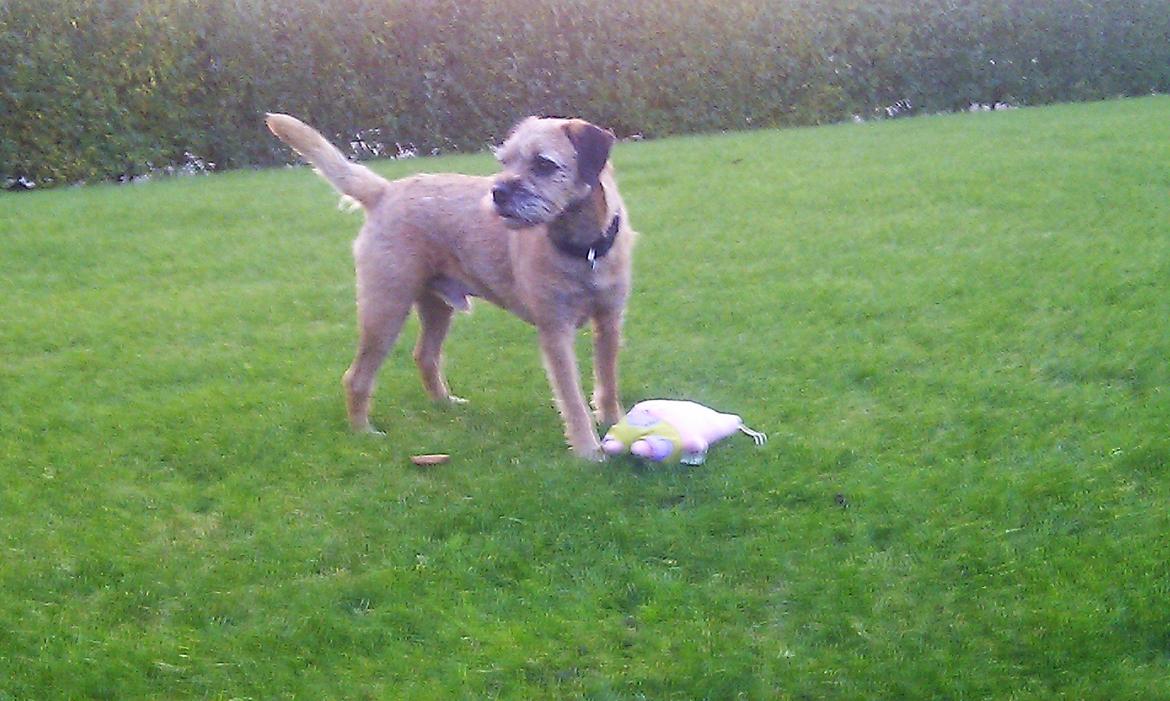 Border terrier Gizmo billede 17