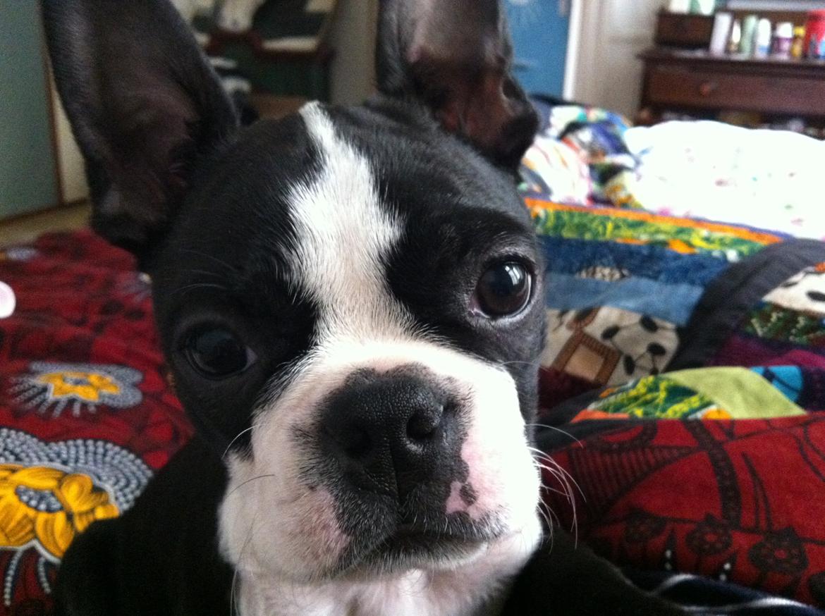 Boston terrier Donna billede 15